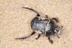 Scarabaeus semipunctatus