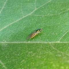 Microchrysa latifrons
