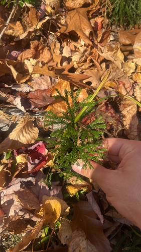 Dendrolycopodium obscurum observed 2026-10-26