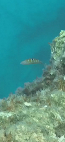Thalassoma observed 2026-10-26