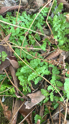Physematium obtusum observed 2026-10-24