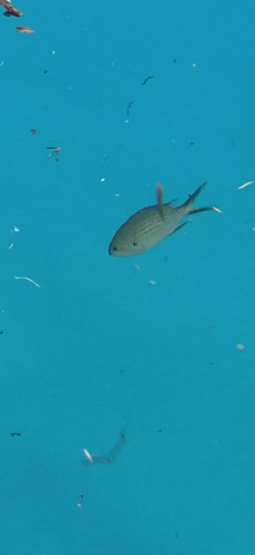 Chromis observed 2026-10-26