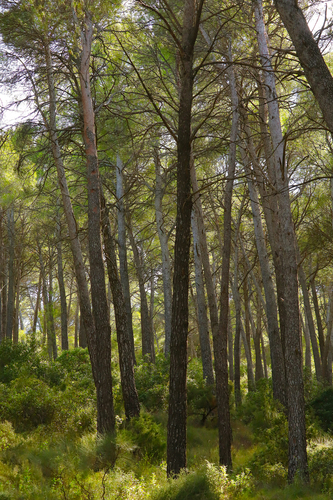 Pinus halepensis observed 2026-10-26