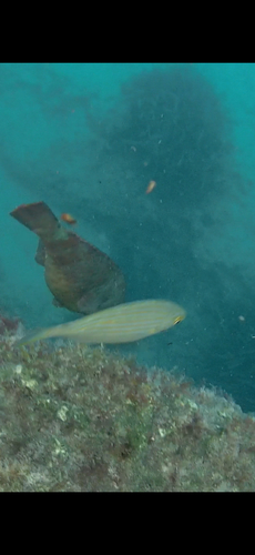 Sarpa salpa observed 2026-10-26