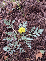 Cymopterus longipes