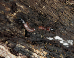 Hesperus baltimorensis