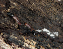 Hesperus baltimorensis