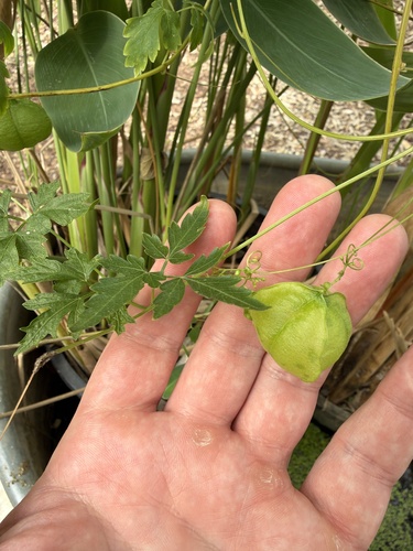 Cardiospermum halicacabum observed 2026-10-26
