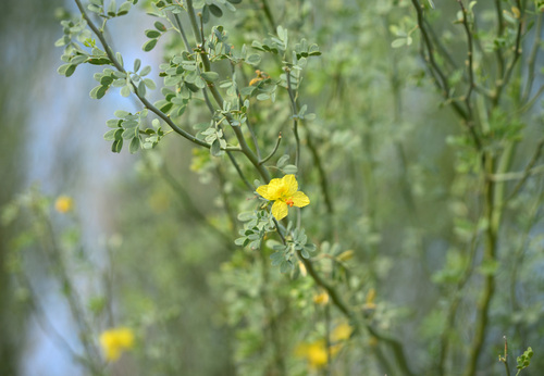 Parkinsonia florida observed 2026-10-23