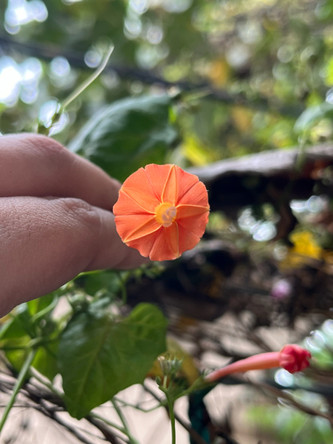 Ipomoea hederifolia observed 2026-10-26