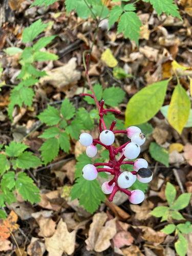 Actaea observed 2026-10-26