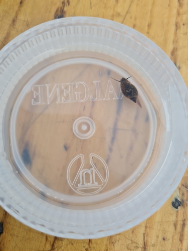 Physella acuta observed 2026-10-26