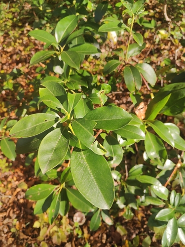 Kalmia latifolia observed 2026-10-26