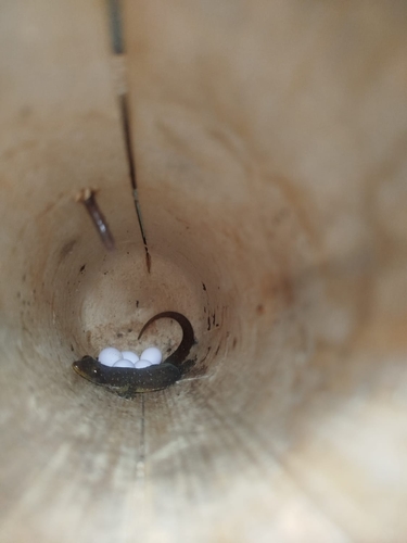 Hemidactylus garnotii observed 2026-10-26
