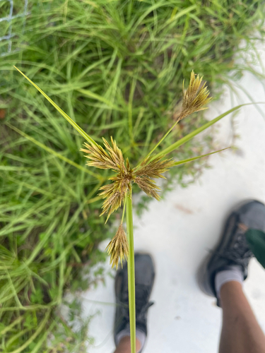 Cyperus polystachyos observed 2026-10-26