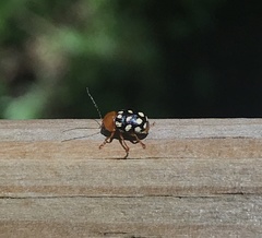 Cryptocephalus guttulatus