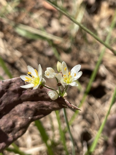 Nothoscordum bivalve, 2026-10-26