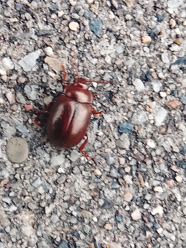 Staphylaea staphylaea observed 2026-10-23