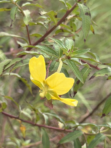Ludwigia octovalvis observed 2026-10-26
