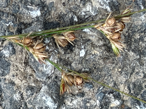 Juncus observed 2026-10-26