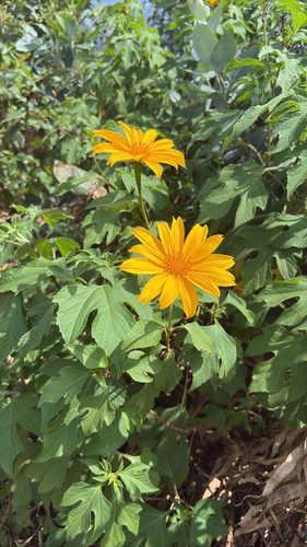 Tithonia diversifolia observed 2026-10-26