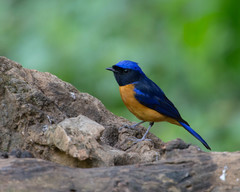 Rufous-Bellied Niltava photo 3