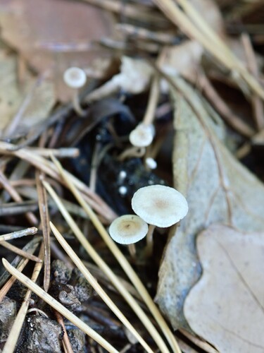 Collybia cirrhata, 2026-10-25