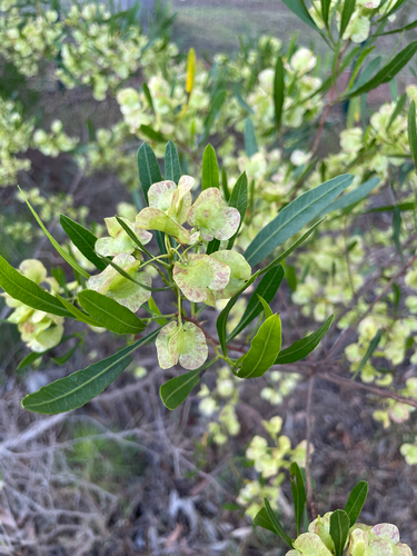 Dodonaea viscosa observed 2026-10-26