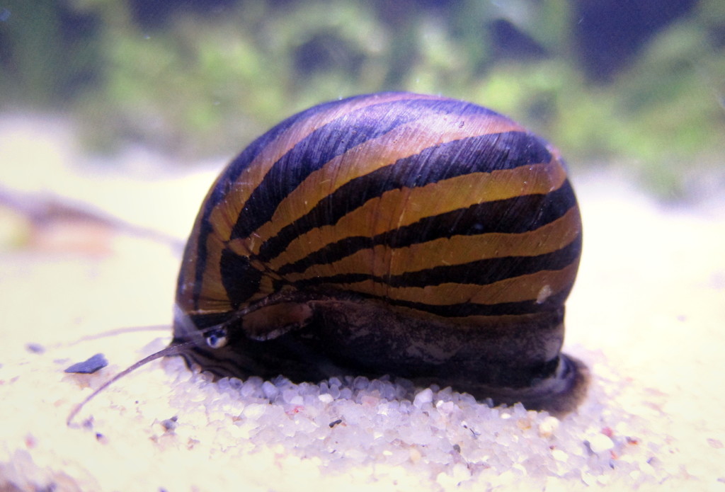Nérite turriculée (Vittina turrita)