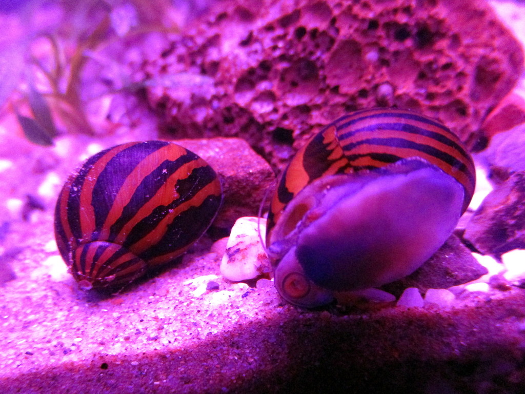 Nérite turriculée (Vittina turrita)