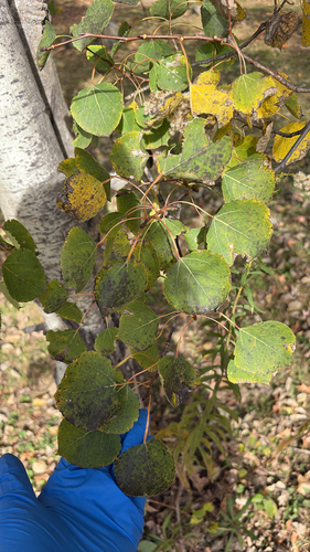 Populus tremuloides observed 2026-10-26