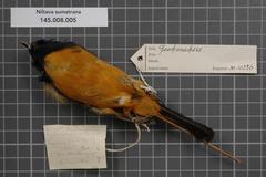 Rufous-Vented Niltava photo 2