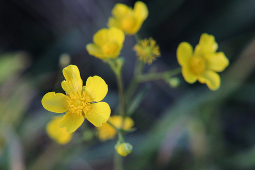 Ranunculus acris observed 2026-10-26