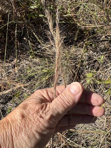Aristida observed 2026-10-26