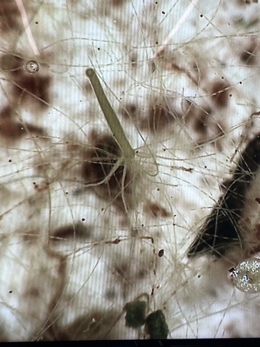 Hydra observed 2026-10-25