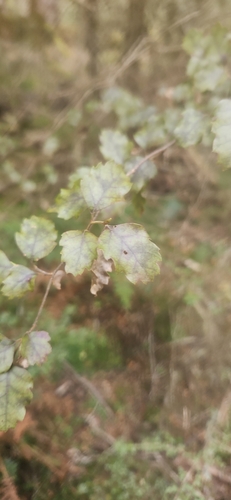 Nothofagus fusca observed 2026-10-25