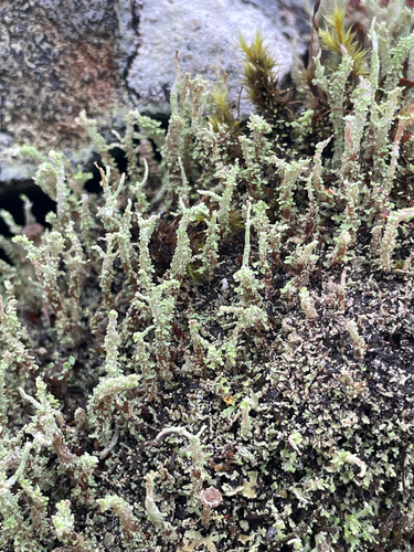 Cladonia squamosa observed 2026-10-26