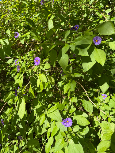Lycianthes observed 2026-10-25