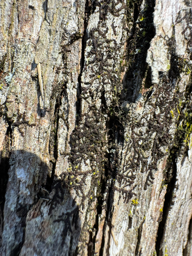 Frullania observed 2026-10-26