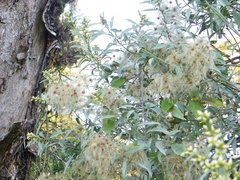 Clematis haenkeana