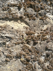 Podarcis siculus