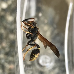 Mischocyttarus flavitarsis