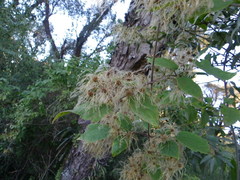 Clematis haenkeana