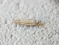 Eucosma pallidarcis
