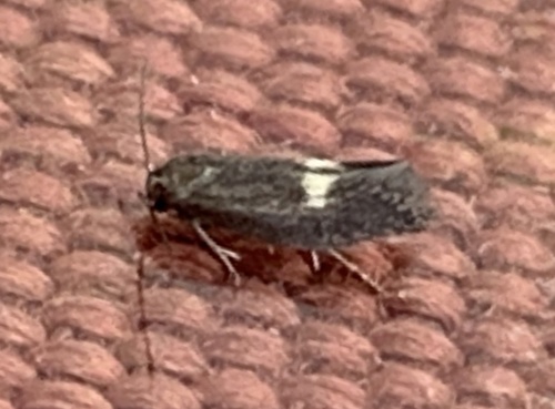 Moth (Perittia herrichiella) photo 3