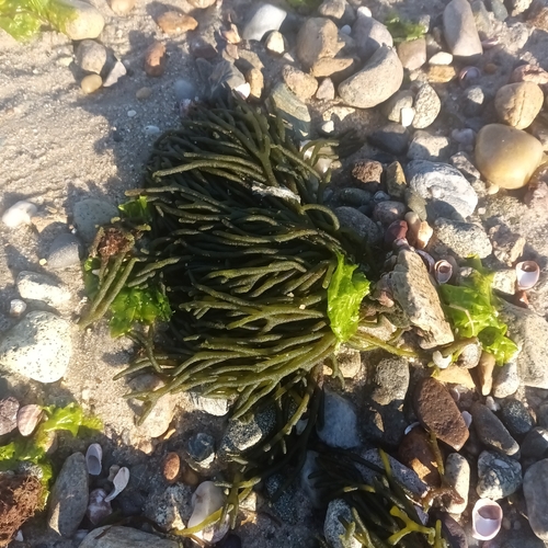 Codium observed 2026-10-26