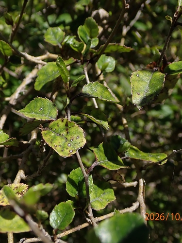 Carpodetus serratus observed 2026-10-26