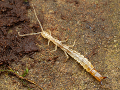 Occasjapyx