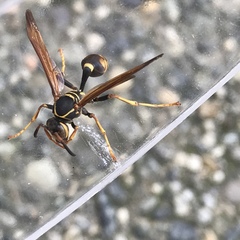 Mischocyttarus flavitarsis