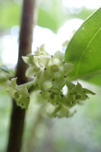Geniostoma rupestre observed 2026-10-24